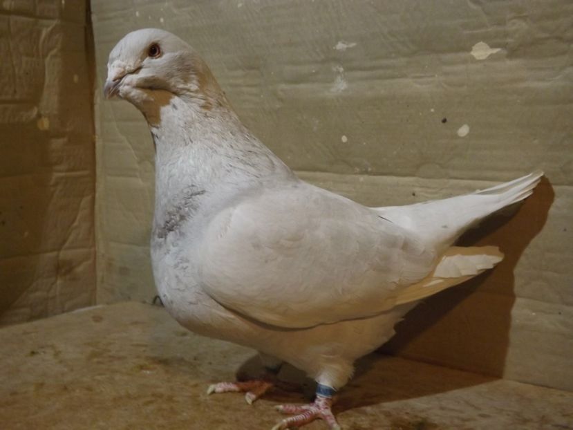  - PORUMBEI PENTRU 2019