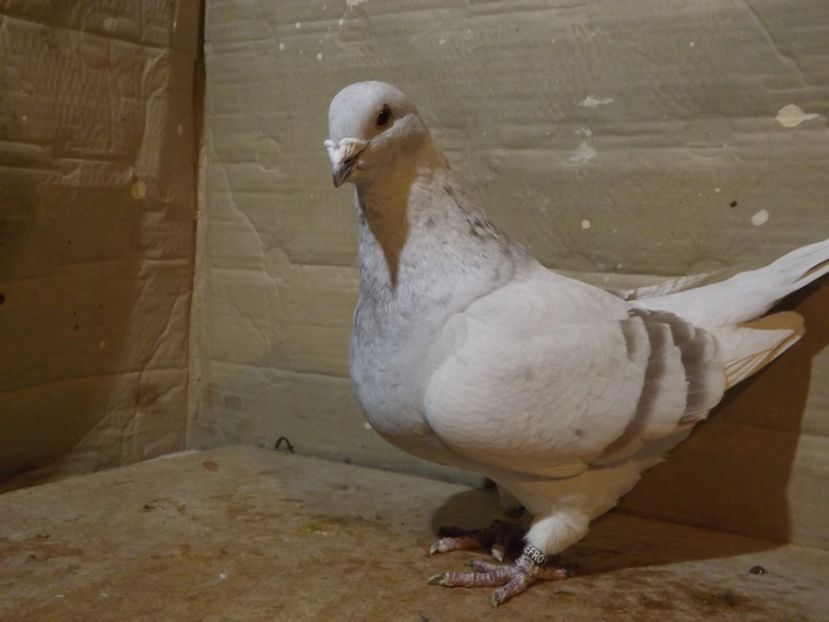  - PORUMBEI PENTRU 2019