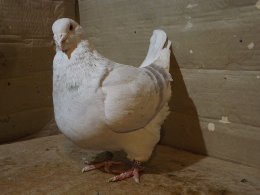  - PORUMBEI PENTRU 2019