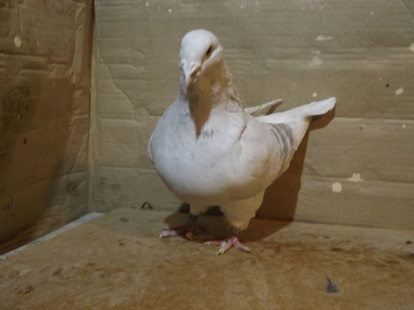  - PORUMBEI PENTRU 2019