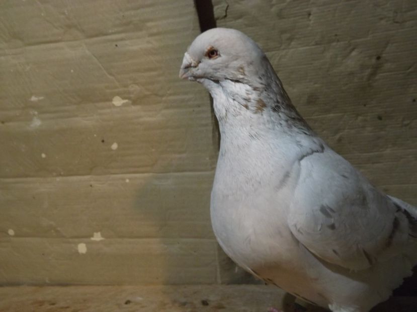  - PORUMBEI PENTRU 2019