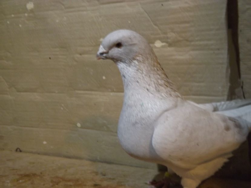  - PORUMBEI PENTRU 2019