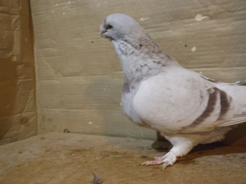  - PORUMBEI PENTRU 2019