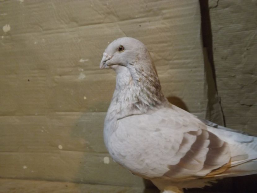  - PORUMBEI PENTRU 2019