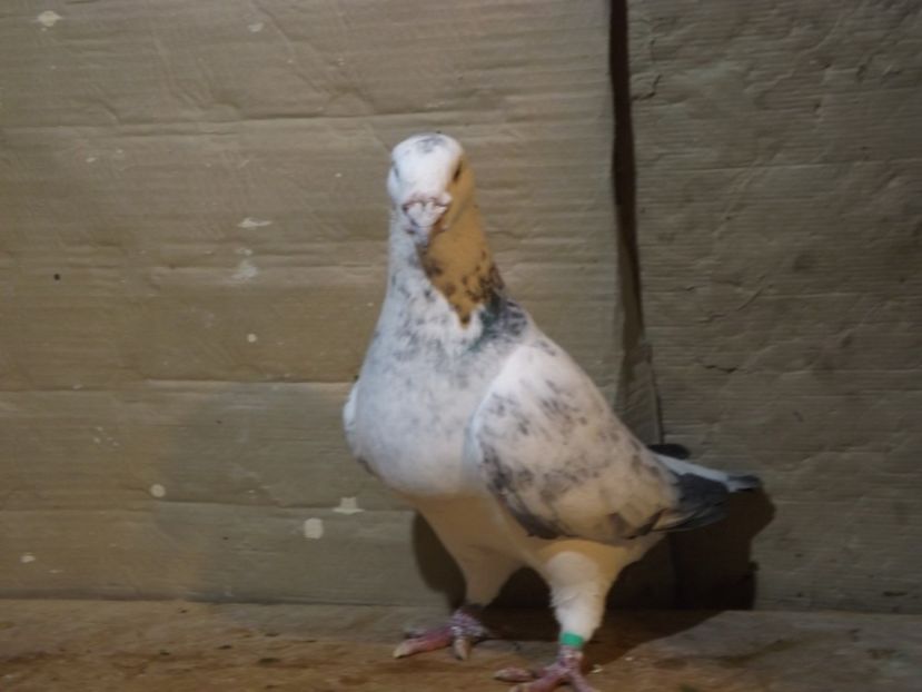  - PORUMBEI PENTRU 2019