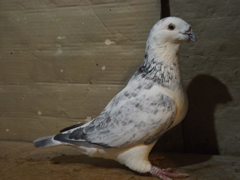  - PORUMBEI PENTRU 2019