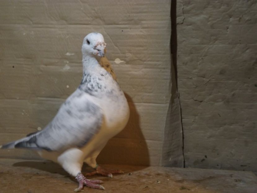  - PORUMBEI PENTRU 2019