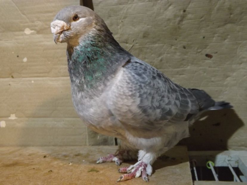  - PORUMBEI PENTRU 2019