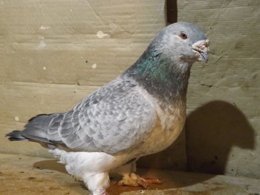  - PORUMBEI PENTRU 2019