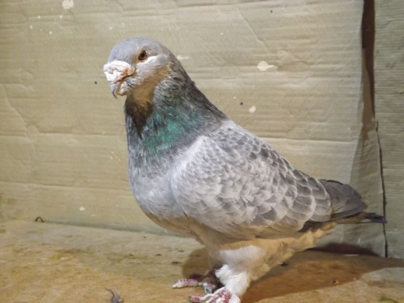  - PORUMBEI PENTRU 2019