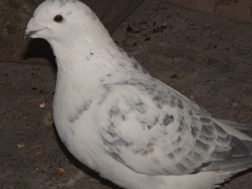  - PORUMBEI PENTRU 2019