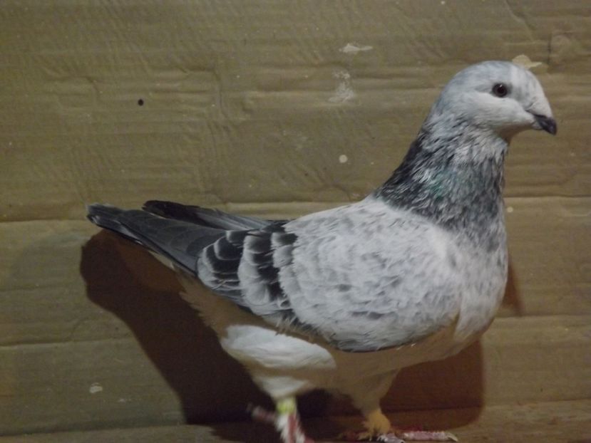  - PORUMBEI PENTRU 2019