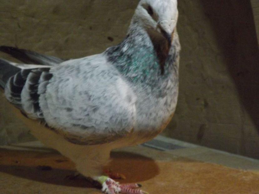  - PORUMBEI PENTRU 2019