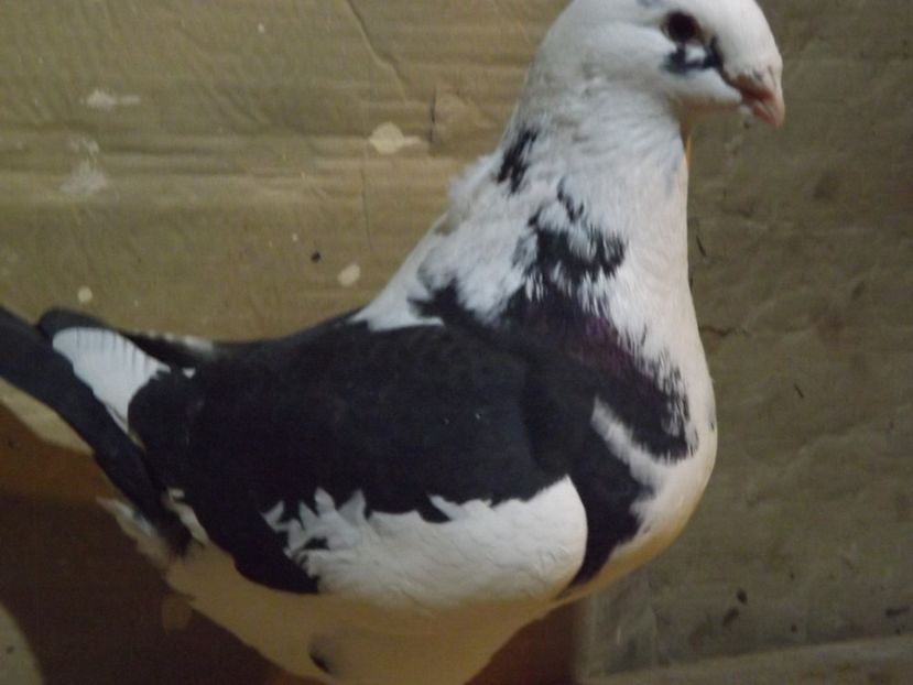  - PORUMBEI PENTRU 2019