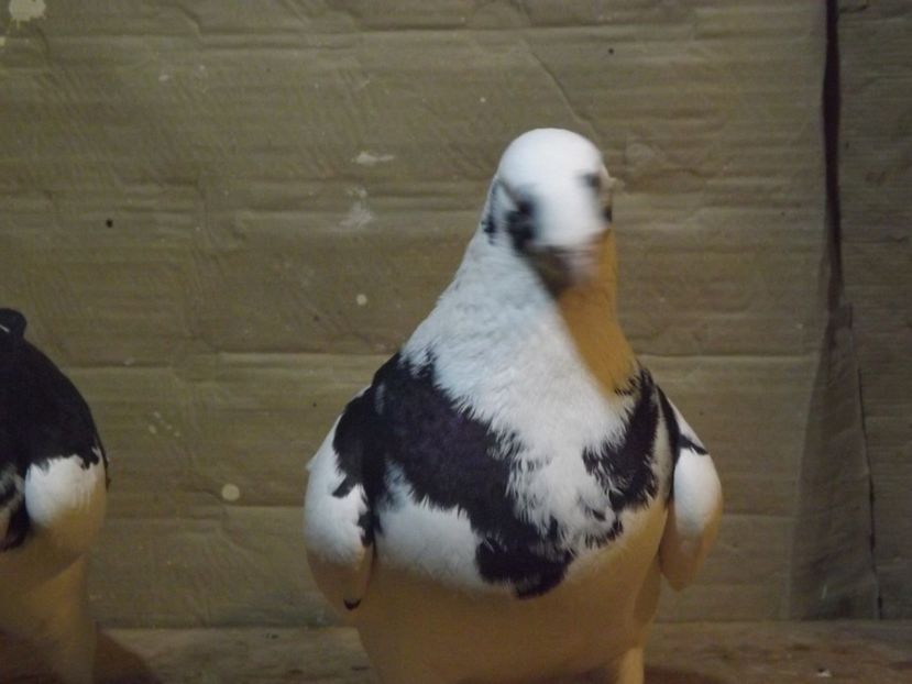  - PORUMBEI PENTRU 2019