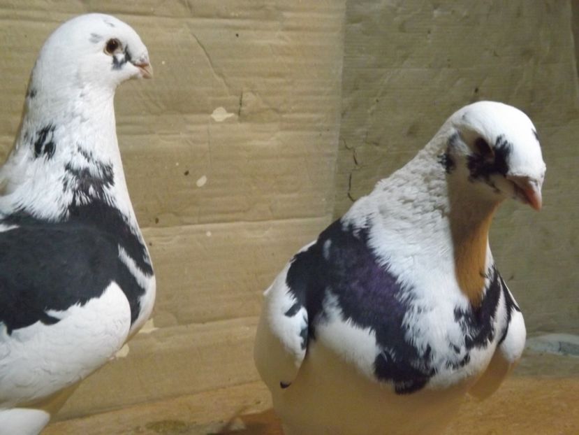  - PORUMBEI PENTRU 2019