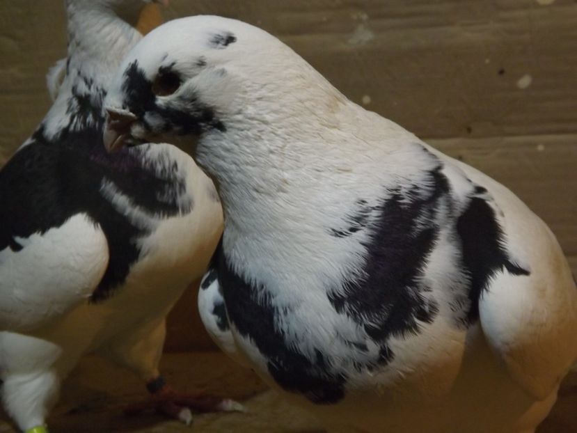  - PORUMBEI PENTRU 2019