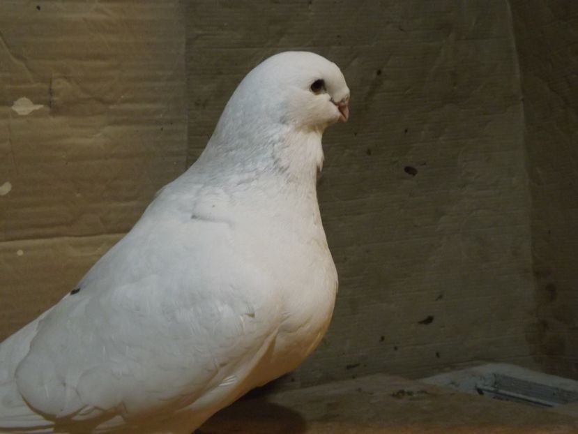  - PORUMBEI PENTRU 2019