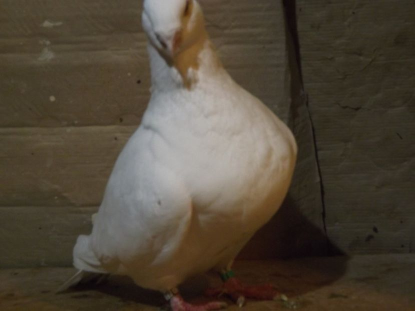  - PORUMBEI PENTRU 2019