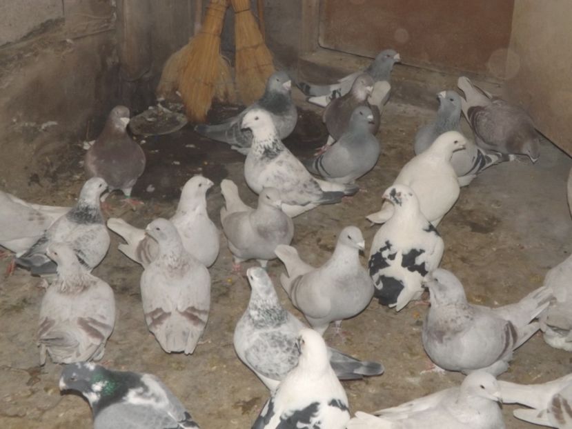  - PORUMBEI PENTRU 2019