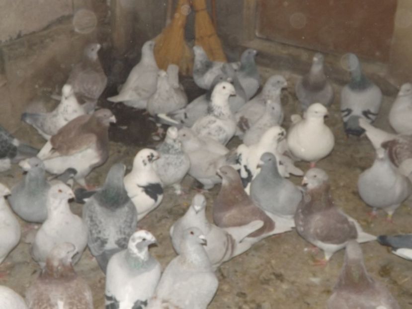  - PORUMBEI PENTRU 2019