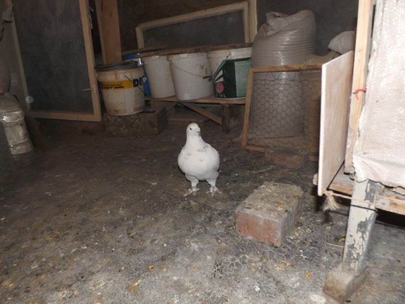  - PORUMBEI PENTRU 2019