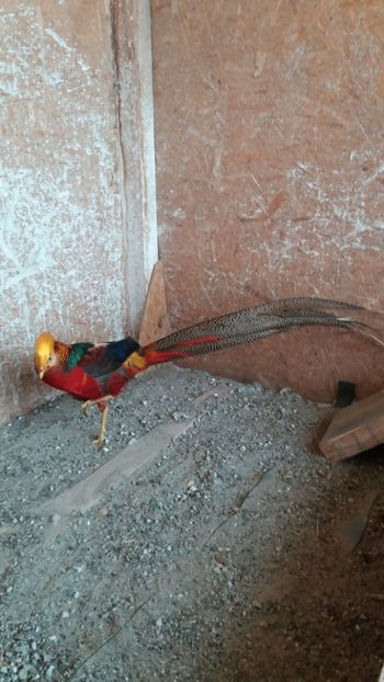  - fazan auriu pe rosu