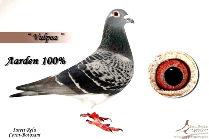  - 4 Părinți și bunici por din matca