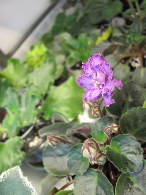  - ZZZRS-Barkhatnyi Nariad trailer