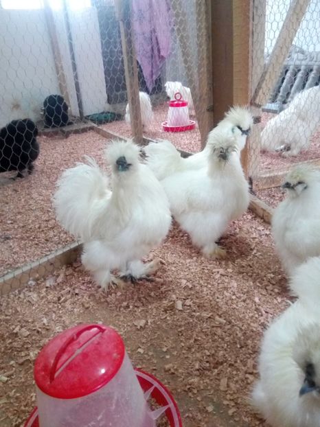  - Mătase Japoneza Alba - Matcă 2019