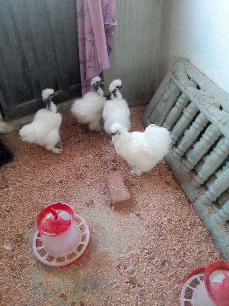  - Mătase Japoneza Alba - Matcă 2019