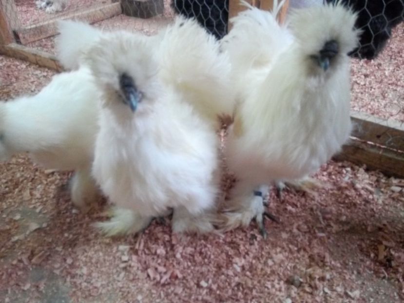  - Mătase Japoneza Alba - Matcă 2019