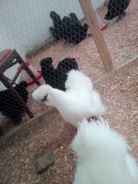  - Mătase Japoneza Alba - Matcă 2019