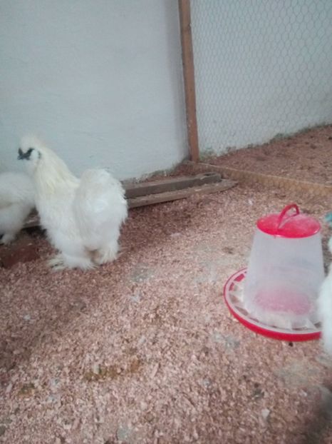  - Mătase Japoneza Alba - Matcă 2019