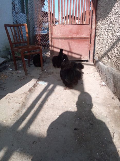  - Mătase Japoneza Neagra - Matcă 2019