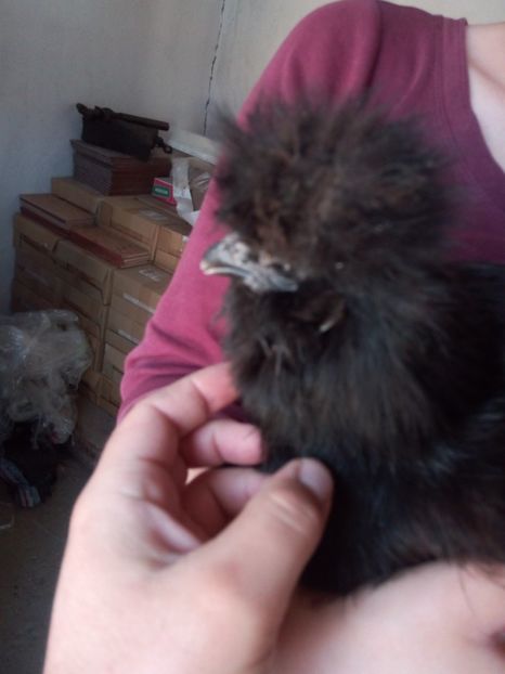  - Mătase Japoneza Neagra - Matcă 2019