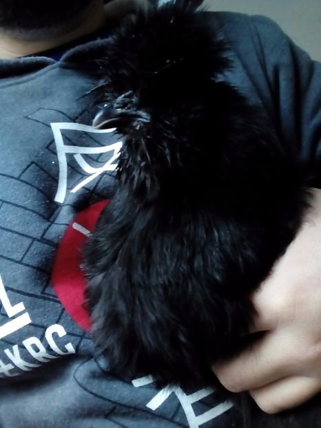  - Mătase Japoneza Neagra - Matcă 2019