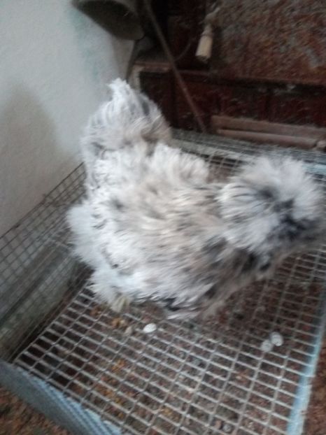  - Mătase Japoneza Splash - Matcă 2019