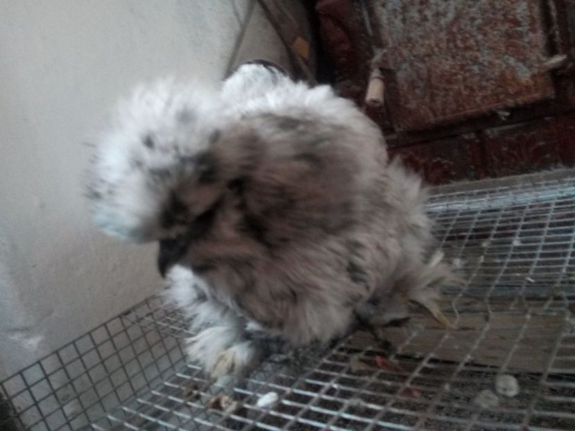  - Mătase Japoneza Splash - Matcă 2019