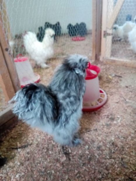  - Mătase Japoneza Splash - Matcă 2019