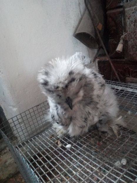  - Mătase Japoneza Splash - Matcă 2019