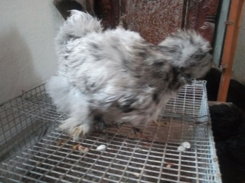  - Mătase Japoneza Splash - Matcă 2019