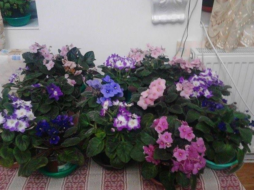  - 000 A ALE MELE VIOLETE