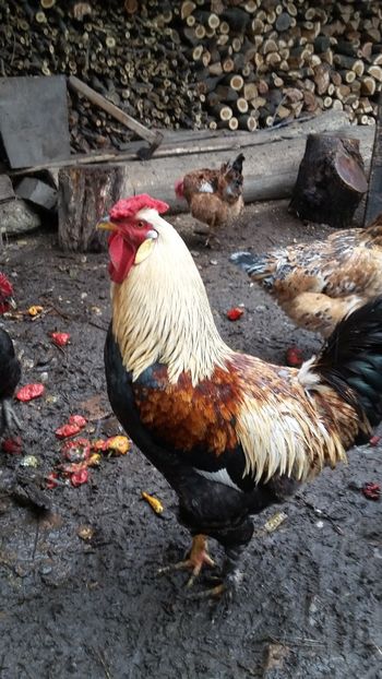 20181122_114334(0) - Serie noua2018