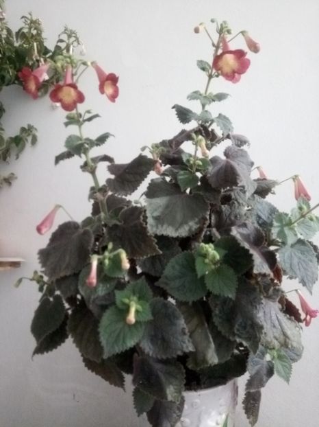  - Northwoods Sunburst