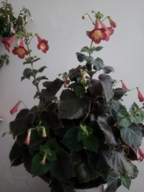  - Northwoods Sunburst