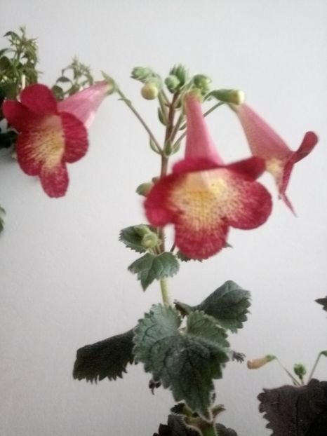  - Northwoods Sunburst