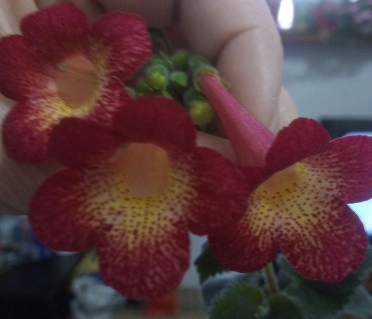  - Northwoods Sunburst