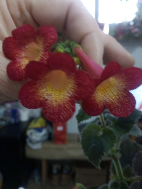  - Northwoods Sunburst