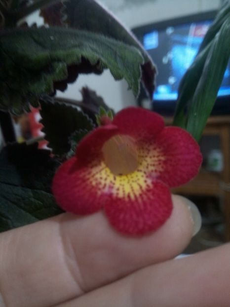  - Northwoods Sunburst